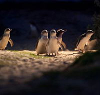 Phillip Island Nature Parks - Accommodation Adelaide