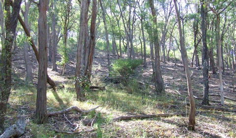 Burning Mountain Nature Reserve - Accommodation Adelaide 3