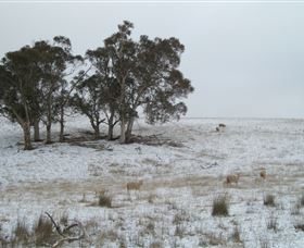 Crookwell Wind Farm - Accommodation Adelaide 2