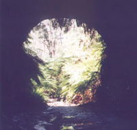 Glow Worm Tunnel - Accommodation Adelaide