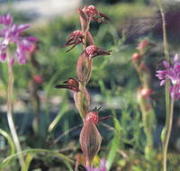 Carnamah-Eneabba Wildflower Drive - Accommodation Adelaide