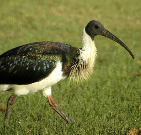Toowoomba Water Bird Habitat - Accommodation Adelaide 0