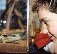 Canberra Reptile Zoo - Accommodation Adelaide