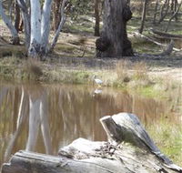 Mulligans Flat - Accommodation Adelaide