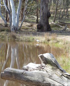 Mulligans Flat - Accommodation Adelaide 0