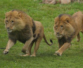 National Zoo & Aquarium - Accommodation Adelaide 4