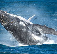 Sydney Whale Watching - Accommodation Adelaide