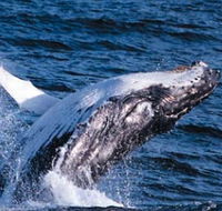 Sydney Eco Whale Watching - Accommodation Adelaide