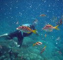 Imagine Cruises - Accommodation Adelaide