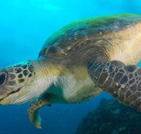 Byron Bay Dive Centre - Accommodation Adelaide