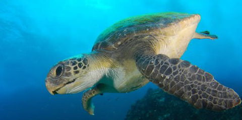 Byron Bay Dive Centre - Accommodation Adelaide 0