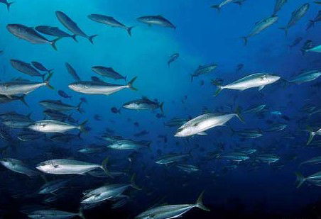 Byron Bay Dive Centre - Accommodation Adelaide 2
