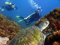 Byron Bay Dive Centre - Accommodation Adelaide 3