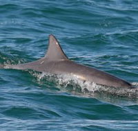 Byron Bay Dolphin Wildlife Tours - Accommodation Adelaide