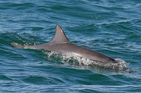 Byron Bay Dolphin Wildlife Tours - Accommodation Adelaide 0
