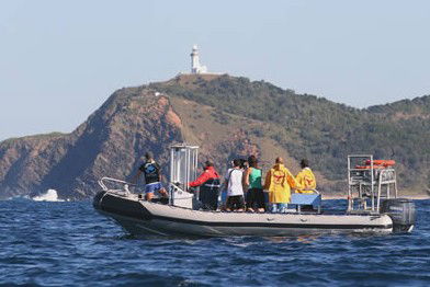 Byron Bay Dolphin Wildlife Tours - Accommodation Adelaide 1