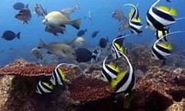 Byron Bay Dolphin Wildlife Tours - Accommodation Adelaide 3
