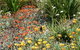 Mt Penang Gardens - thumb 4