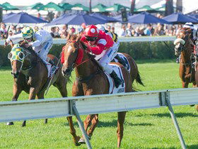 Morphettville Racecourse - Accommodation Adelaide 2