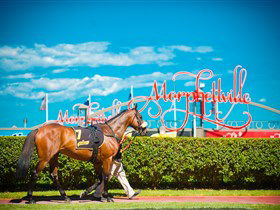 Morphettville Racecourse - Accommodation Adelaide 3