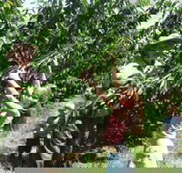 Forest Range Cherries - Accommodation Adelaide
