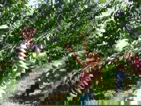 Forest Range Cherries - Accommodation Adelaide 0