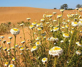 Perry Sandhills - Accommodation Adelaide 1