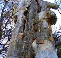 Junction Island Nature Reserve Canoe Tree and Walking Track - Accommodation Adelaide