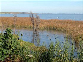 Meningie's Pelican Path - Yunti Ngopun Ngami - Accommodation Adelaide 3
