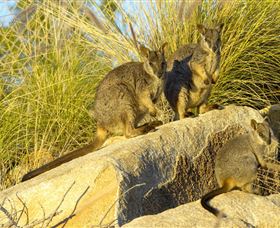 Towers Hill Lookout And Amphitheatre - Accommodation Adelaide 1