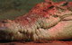 Territory Wildlife Park - thumb 3
