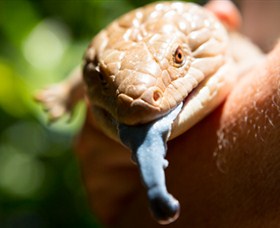 Territory Wildlife Park - Accommodation Adelaide 5
