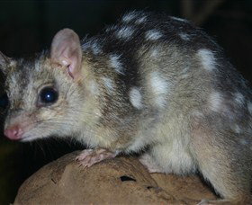 Territory Wildlife Park - Accommodation Adelaide 6