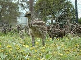 Avenue Emus - Accommodation Adelaide 1