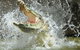 Crocodylus Park - thumb 5