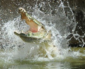Crocodylus Park - Accommodation Adelaide 5