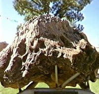 Fossilised Tree - Accommodation Adelaide