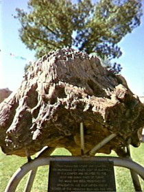 Fossilised Tree - Accommodation Adelaide 0