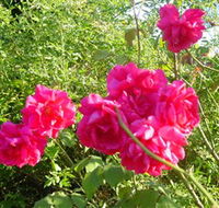 Bishop's Lodge Historic House and Heritage Rose Garden - Accommodation Adelaide