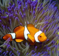 Reef HQ Aquarium - Accommodation Adelaide