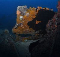 Lady Bowen Dive Site - Accommodation Adelaide