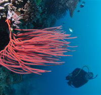Eddy Reef Dive Site - Accommodation Adelaide