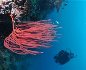 Eddy Reef Dive Site - Accommodation Adelaide 0