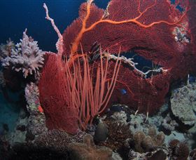 Eddy Reef Dive Site - Accommodation Adelaide 2