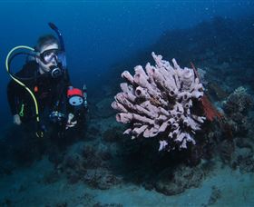 Eddy Reef Dive Site - Accommodation Adelaide 1