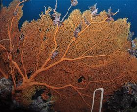 Eddy Reef Dive Site - Accommodation Adelaide 3