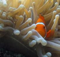 Beaver Reef Dive Site - Accommodation Adelaide