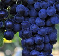 De Bortoli Wines Bilbul - Accommodation Adelaide