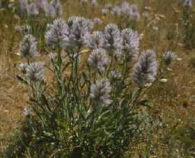 Calivil ACT Accommodation Adelaide