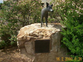 Dingo Statue - Accommodation Adelaide 0